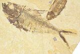 Limestone With Two Fossil Fish (Diplomystus & Knightia) - Wyoming #384490-1